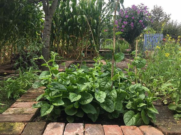 Chị Ngọc Hà chia sẻ, có khi chỉ là mớ rau mồng tơi, cũng là món quà quý với người xa xứ.