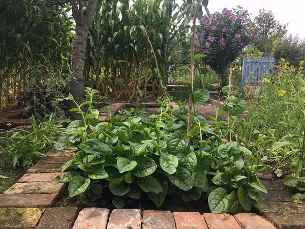 Chị Ngọc Hà chia sẻ, có khi chỉ là mớ rau mồng tơi, cũng là món quà quý với người xa xứ.