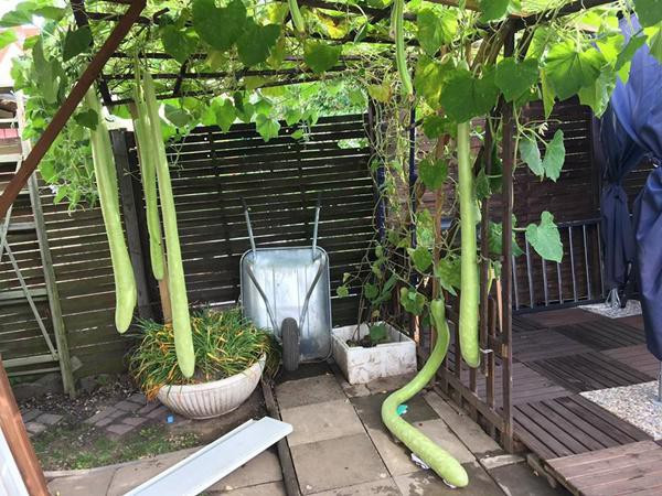 Chị Ngọc Hà thường mua phân ngựa về ủ với đất. Sau khi cây lên được một gang tay, chị rắc chút phân vi sinh lên và tưới nước nước thường xuyên đến ngày thu hoạch.