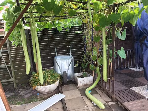 Chị Ngọc Hà thường mua phân ngựa về ủ với đất. Sau khi cây lên được một gang tay, chị rắc chút phân vi sinh lên và tưới nước nước thường xuyên đến ngày thu hoạch.