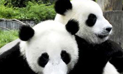 Tai sao gau truc thich hat khi lam 