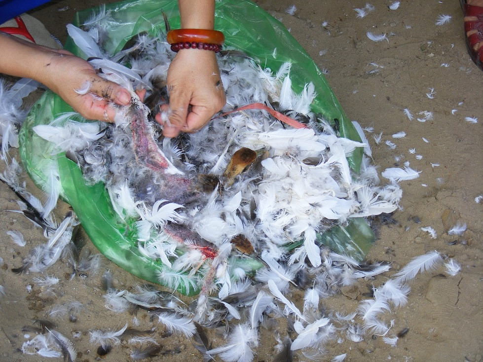 Nghe An: Rung minh, chim troi bi khau mat, vat long song giua dong-Hinh-10