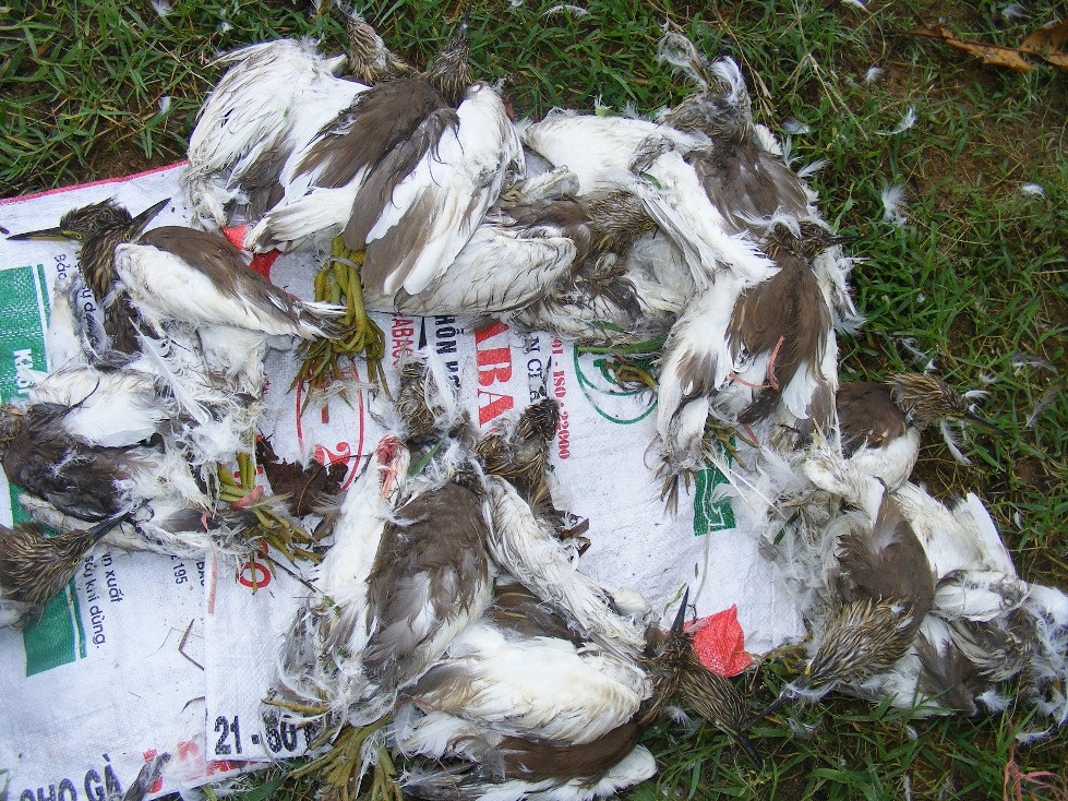 Nghe An: Rung minh, chim troi bi khau mat, vat long song giua dong-Hinh-11