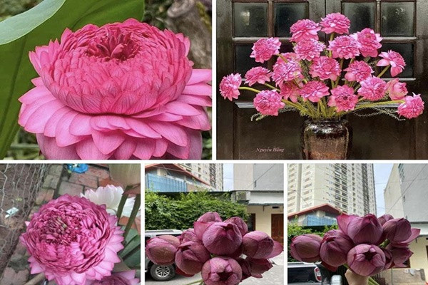 Hoa sen nghin canh: Hang hiem mot thoi nay gia re kho tin