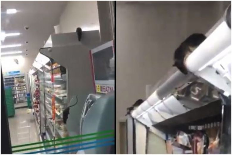 Cua hang tien loi phai dong cua vi chuot chay loan xa ben trong