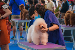 Le hoi cun cung 2019 tai Sai Gon quy tu hang tram chu cho dep-Hinh-5