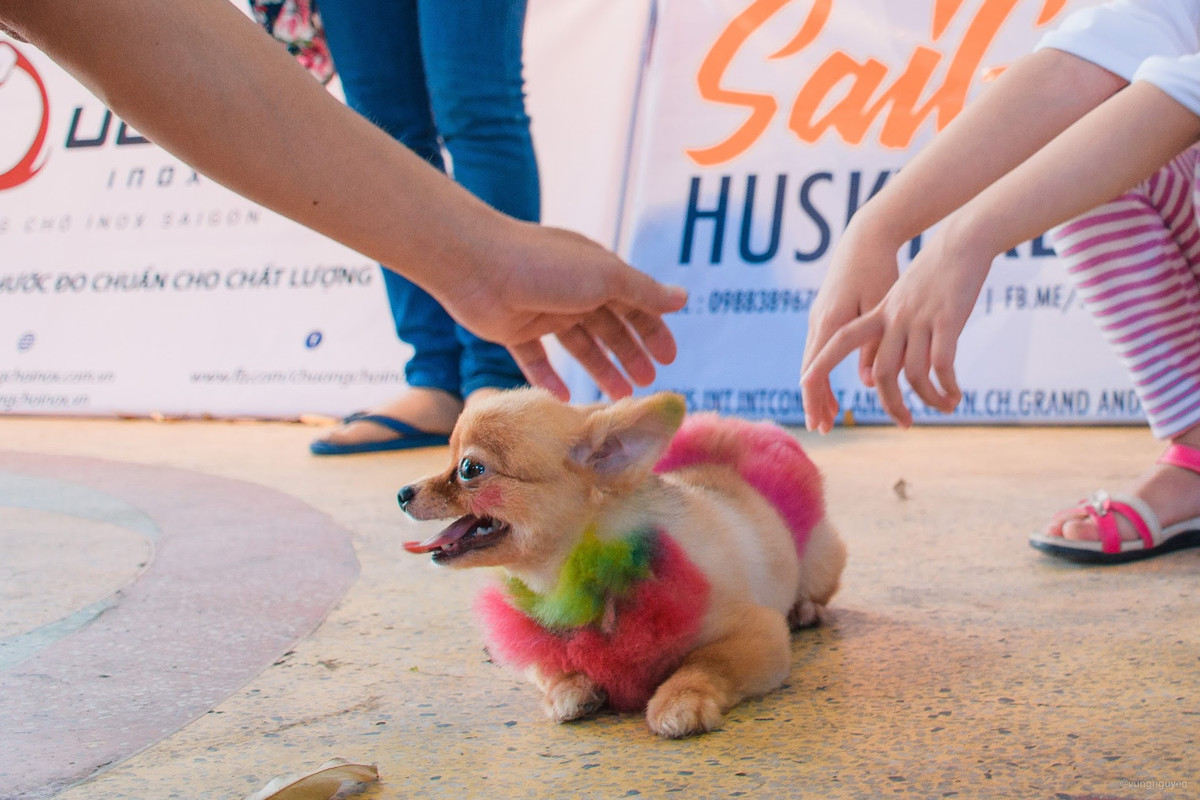 Le hoi cun cung 2019 tai Sai Gon quy tu hang tram chu cho dep-Hinh-3