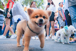 Le hoi cun cung 2019 tai Sai Gon quy tu hang tram chu cho dep-Hinh-6