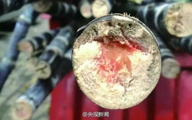 Benh nhan suy da tang sau an mia, vut bo ngay neu co dau hieu nay