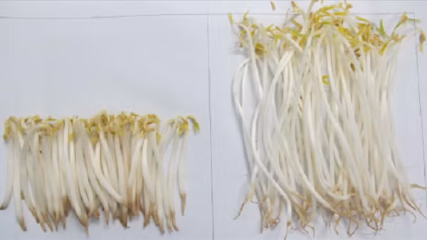 Tuy nhiên, giá đỗ không rễ lại là thực phẩm không nên mua. Bình thường, thời gian sử dụng của giá đỗ rất ngắn. Khi không bán hết, nhiều cơ sở kinh doanh sẽ cho thêm chất diệt rễ và chất bảo quản vào giá đỗ để giữ chúng tươi ngon. Cũng có cơ sở dùng thuốc để kích thích giá đỗ tăng trưởng.