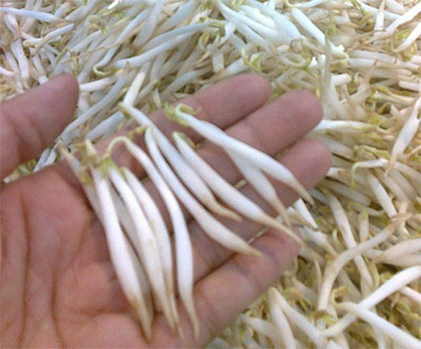 Bên cạnh đó, để giá đỗ có màu hấp dẫn, nhiều nơi còn lạm dụng chất tẩy trắng. Những hóa chất này tích tụ trong giá, dù rửa nhiều lần cũng khó loại bỏ hoàn toàn. Khi đi vào cơ thể, độc tố hủy hoại tế bào gan, khiến sức khỏe ngày càng đi xuống.