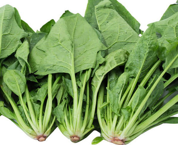 Nghiên cứu chỉ ra, chúng chứa thành phần axit oxalic lớn. Những người có nồng độ axit uric cao ăn vào sẽ làm trầm trọng thêm các triệu chứng. Để tốt cho sức khỏe, bạn nên chần rau với nước sôi trước khi chế biến. Nếu không, axit oxalic trong rau kết hợp với canxi trong cơ thể tạo thành canxi oxalat không tốt.
