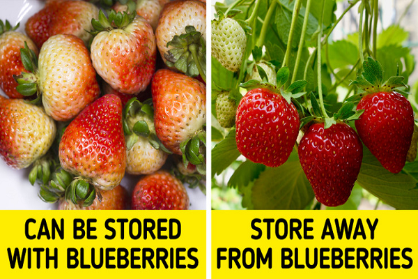 Quả việt quất và dâu tây. Quả việt quất là loại trái cây có thể tiếp tục chín sau khi đã thu hoạch (thải ra ethylene), còn dâu tây thì ngược lại. Nếu bạn bảo quản chúng cùng nhau, dâu tây có thể chín quá và hỏng sớm hơn. Bạn có thể bảo quản dâu tây chưa chín với quả việt quất cùng nhau. Khi cả hai loại quả đều đã quá chín, hãy ăn chúng trong vòng vài ngày.