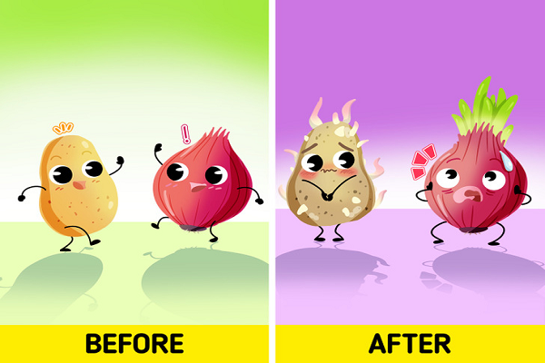 Hành tây và khoai tây. Hành tây hấp thụ độ ẩm nhanh chóng nhưng phải luôn khô ráo, trong khi khoai tây cung cấp quá nhiều độ ẩm. Vì vậy, chúng không thể bảo quản cùng nhau. Theo thời gian, khoai tây sẽ mọc rễ và hành cũng ra chồi xanh.