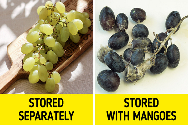 Nho và xoài. Nho không nên để gần bất kỳ loại trái cây hoặc rau củ nào khác. Xoài thải ra quá nhiều khí ethylene, làm quá trình chín và thối hỏng diễn ra nhanh hơn. Bên cạnh đó, các loại rau có mùi mạnh cũng là khắc tinh của nho vì nho dễ hấp thụ mùi.