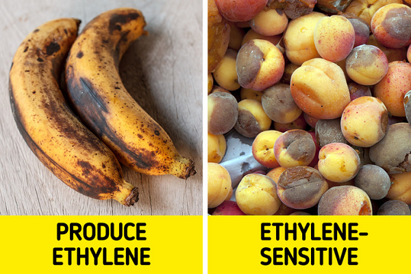 Đào và chuối. Đào chín nên tránh xa chuối vì tất cả ethylene do chuối thải ra sẽ khiến đào chín nhanh hơn bình thường. Chuối càng chín thì lượng khí này thoát ra càng nhiều.