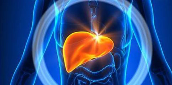 Dấu hiệu gan bất thường. Gan có vai trò quan trọng trong quá trình chuyển hóa; đảm nhiệm một số các chức năng khác như dự trữ glycogen, tổng hợp protein huyết tương và thải độc. Gan được coi là “nhà máy hóa chất” của cơ thể vì nó đảm trách cũng như điều hòa rất nhiều các phản ứng hóa sinh.