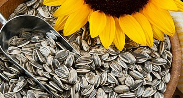  14. Hạt hướng dương Hạt hướng dương chứa nhiều chất dinh dưỡng, bao gồm phốt pho, magiê và vitamin B-6. Chúng cũng chứa nhiều vitamin E, là chất chống oxy hóa mạnh, có tác dụng điều chỉnh và duy trì chức năng hệ miễn dịch. Các loại thực phẩm khác có lượng vitamin E cao bao gồm bơ và rau lá xanh đậm.