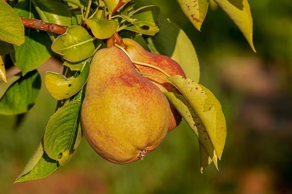 Trái cây chứa nhiều vitamin lành mạnh và chất chống oxy hóa; trái cây chứa chất xơ cũng khiến bạn cảm thấy no lâu hơn và bạn sẽ không ăn nhiều.