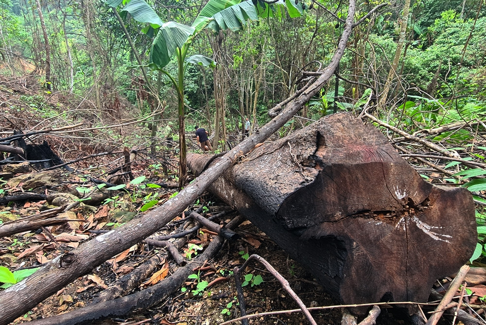 Bắc Giang: Rừng tự nhiên do Công ty Trường Lộc quản lý… bị tàn phá? - BÀI 1 - Hình 2 Bac Giang: Rung tu nhien do Cong ty Truong Loc quan ly… bi tan pha? - BAI 1-Hinh-2
