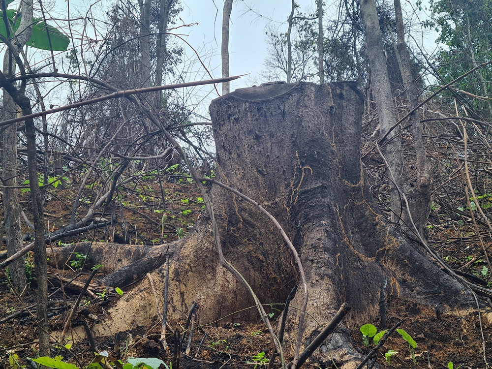 Bắc Giang: Rừng tự nhiên do Công ty Trường Lộc quản lý… bị tàn phá? - BÀI 1 - Hình 3 Bac Giang: Rung tu nhien do Cong ty Truong Loc quan ly… bi tan pha? - BAI 1-Hinh-3