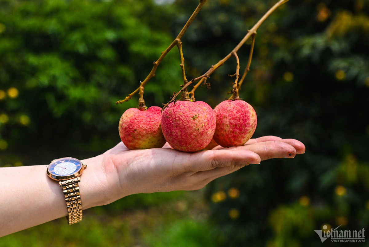 Loai vai thieu dac biet: Khach tranh mua, thu 800 trieu/ha dan van 'ngai' trong - coc coc