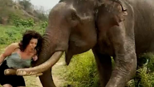 Người phụ nữ gánh hậu quả khi trêu voi bằng trái chuối Nguoi phu nu ganh hau qua khi treu voi bang trai chuoi