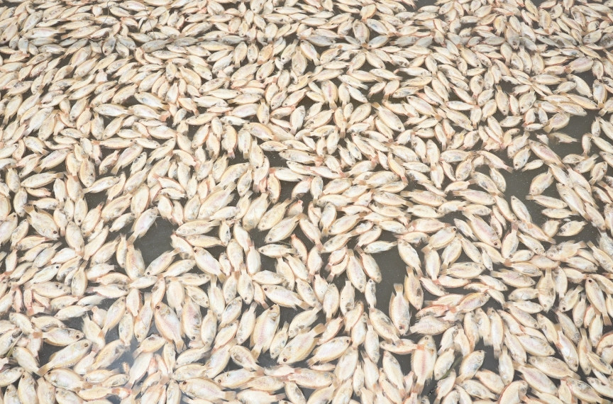 Hàng tấn cá chết nổi trắng bè, nông dân méo mặt - Hình 2 Hang tan ca chet noi trang be, nong dan meo mat-Hinh-2