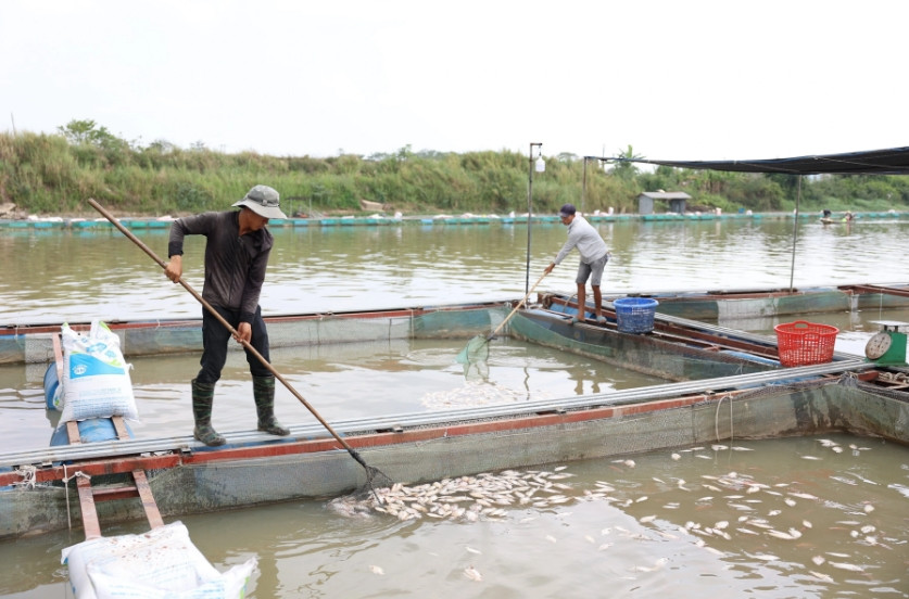 Hàng tấn cá chết nổi trắng bè, nông dân méo mặt - Hình 3 Hang tan ca chet noi trang be, nong dan meo mat-Hinh-3