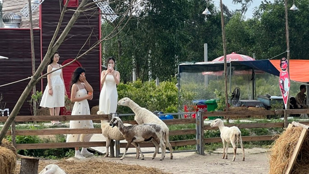 Du khách tới tham quan, chụp ảnh phải mua vé vào cửa 50.000 đồng/người lớn/lượt; trẻ cao dưới 1,2 m được miễn phí. (Ảnh: Người Lao động).