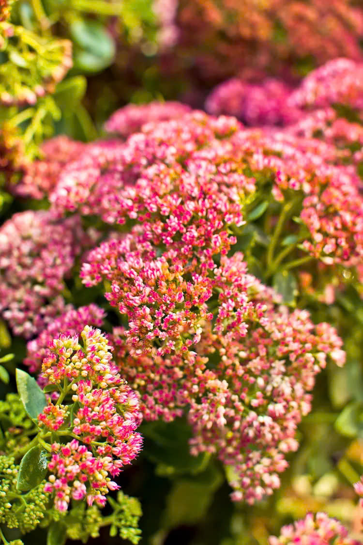 Những loại hoa dễ trồng cho khu vườn mùa xuân - Hình 15 Nhung loai hoa de trong cho khu vuon mua xuan-Hinh-15