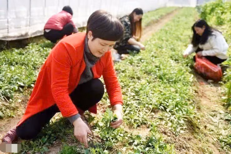 Rau “cuu doi” tu que len pho ma doi doi-Hinh-2