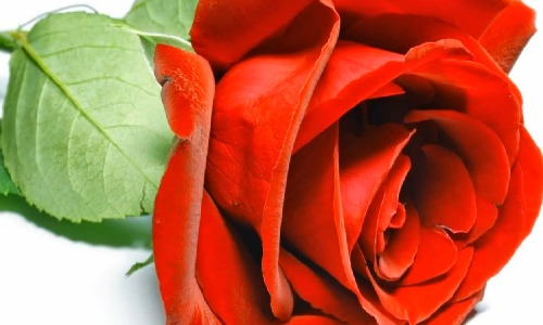 Ý nghĩa của những loài hoa tặng người phụ nữ yêu thương Y nghia cua nhung loai hoa tang nguoi phu nu yeu thuong