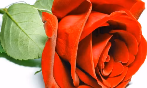 Y nghia cua nhung loai hoa tang nguoi phu nu yeu thuong