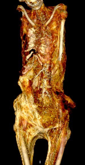 Vì vậy, lúc ướp xác, tình trạng thi thể ở trong trạng thái co cứng dẫn tới việc những người thợ ướp xác không thể giúp người chết khép miệng hay thẳng lưng như những xác ướp khác.