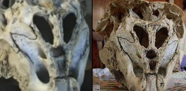 Vì vậy, các chuyên gia hy vọng sẽ sớm giải mã thành công bí ẩn về hộp sọ có hình dáng kỳ lạ này.