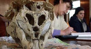 Hộp sọ này chỉ nặng khoảng 250 gram nhưng có tới 6 khoang chứa. Điều này có hộp sọ có nhiều quan giác quan hơn của người bình thường.