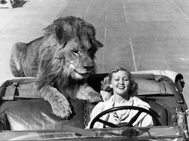  Nuôi sư tử như thú cưng là một trào lưu xuất hiện ở một số nước vào những năm 1900. Trong ảnh là bà Ruby Wood lái xe chở con sư tử nặng gần 140 kg đi dạo phố ở California, Mỹ năm 1930.