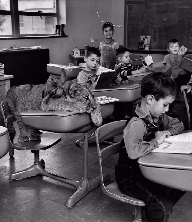 Thú vị hơn, một con sư tử được đi học cùng các học sinh trường Alta Brown ở Kansas, Mỹ năm 1951. Nhiều em học sinh thích thú khi có con vật 4 chân to lớn làm bạn học.