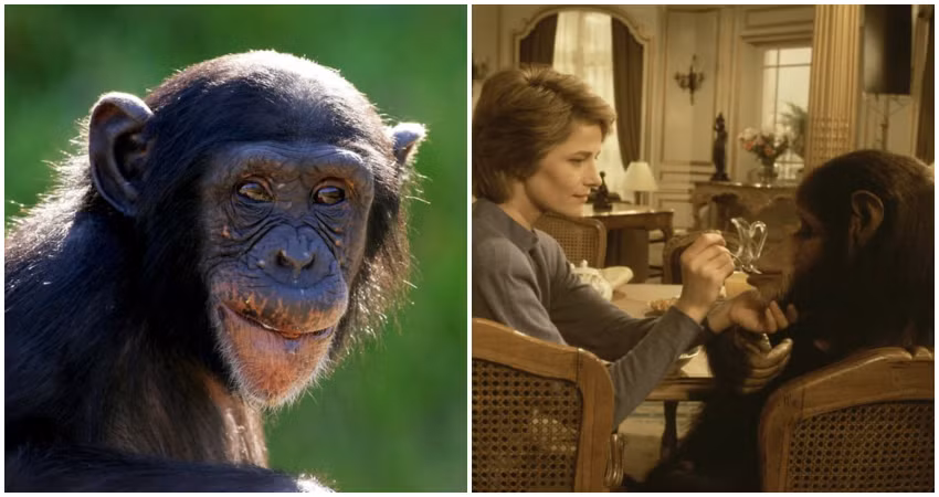 Tuy nhiên, không có tài liệu nào cho thấy Lucy có thể sử dụng những ký hiệu này để giao tiếp với con người. Vì vậy, không ai biết Lucy nghĩ gì và muốn gì.