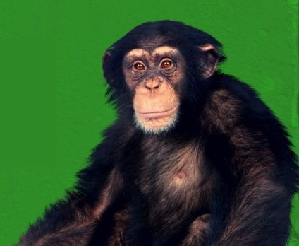 Sự việc trở nên tồi tệ khi Lucy được ông Temerlin tìm cho một bạn tình. Do được dạy giống như con người nên Lucy không hề giao tiếp theo "ngôn ngữ" của tinh tinh, thậm chí là sợ con tinh tinh đực được ghép cặp.