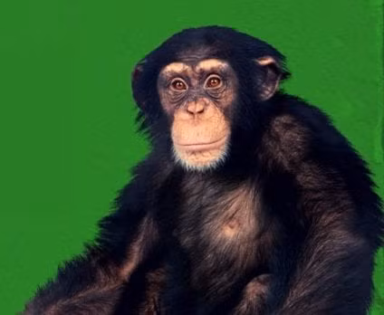 Sự việc trở nên tồi tệ khi Lucy được ông Temerlin tìm cho một bạn tình. Do được dạy giống như con người nên Lucy không hề giao tiếp theo "ngôn ngữ" của tinh tinh, thậm chí là sợ con tinh tinh đực được ghép cặp.