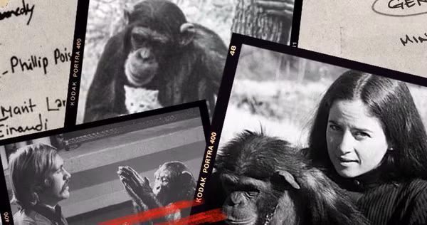 Tuy nhiên, ông Temerlin lo lắng có thể Lucy sẽ giết con mèo nếu như nó ở trong trạng thái kích động.