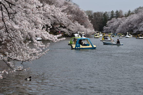 Nguyên do là bởi phong cảnh ở công viên Inokashira vô cùng đẹp. Nơi đây có một hồ nước thơ mộng với hai bên là những hàng cây hoa anh đào rủ xuống mặt nước.
