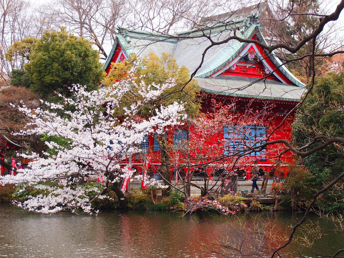 Bên trong công viên trồng khoảng 500 cây hoa anh đào đẹp. Vì vậy, Inokashira là địa điểm ngắm hoa anh đào nổi tiếng ở Tokyo.