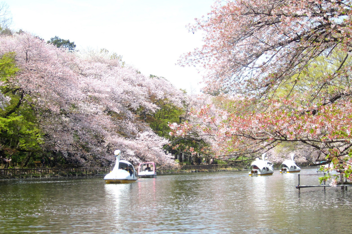 Vào mùa xuân, khi hoa anh đào nở rộ, rất nhiều người dân Nhật Bản, bao gồm các cặp đôi đến công viên Inokashira vui chơi và ngắm hoa.