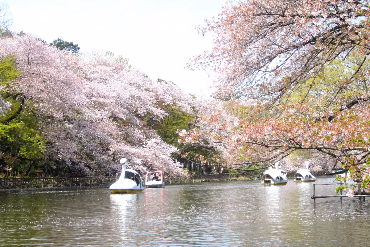 Vào mùa xuân, khi hoa anh đào nở rộ, rất nhiều người dân Nhật Bản, bao gồm các cặp đôi đến công viên Inokashira vui chơi và ngắm hoa.