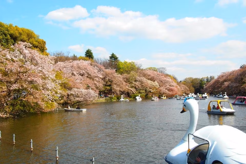 Do giai thoại này không có chứng cứ xác thực nên rất nhiều cặp đôi đến công viên Inokashira ngắm hoa anh đào hay chèo thuyền ra giữa hồ ngắm cảnh để tận hưởng niềm hạnh phúc khi ở bên nhau.