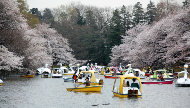 Tuy nhiên, công viên Inokashira vướng một lời đồn kỳ lạ rằng nơi đây khiến các cặp đôi có kết thúc bi kịch.