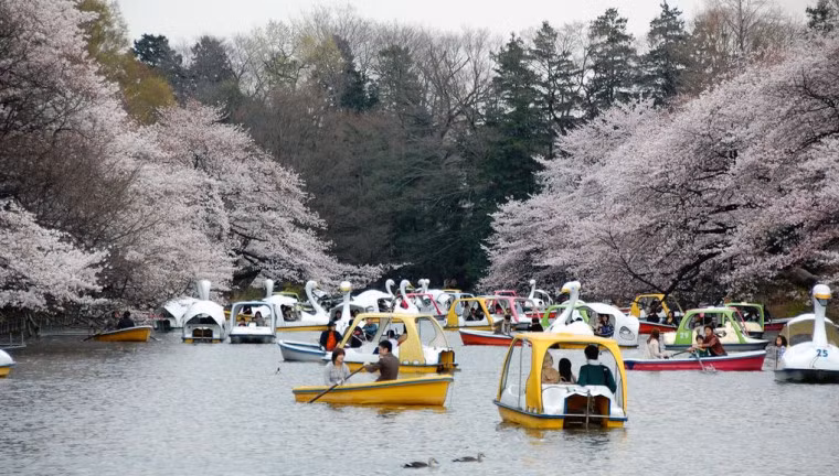 Tuy nhiên, công viên Inokashira vướng một lời đồn kỳ lạ rằng nơi đây khiến các cặp đôi có kết thúc bi kịch.